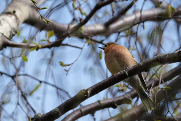 Common Chaffinch (Fringilla coelebs), Victoria Park, Belfast, Northern Ireland, UK