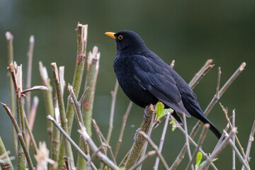 Eurasian Blackbird (Turdus merula), Victoria Park, Belfast, Northern Ireland, UK