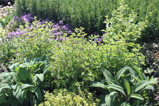 Thymian, Salbei, Oregano und Rosmarin im Kr&auml;utergarten