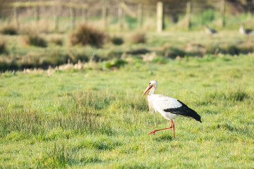 Obraz na płótnie Canvas Close up and in focus of a foraging adult Stork, Ciconia ciconia, with beautiful red bill in a green pasture against blurred background