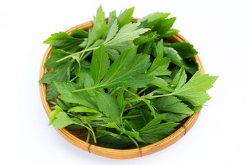 White mugwort leaves on white background.