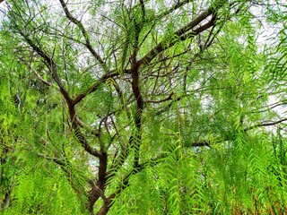 Art of the Tree