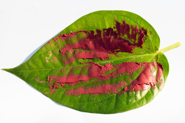 Chewing betel nut, Red cal lime powder on betel leaves