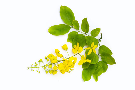 Cassia fistula flower on white background.