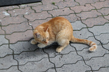 Fototapeta premium Red stray cat sits on a stone tile