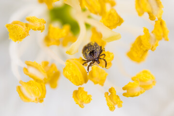 Female deer tick crawling on yellow stamen of bloom with white petals. Ixodes ricinus. Small...