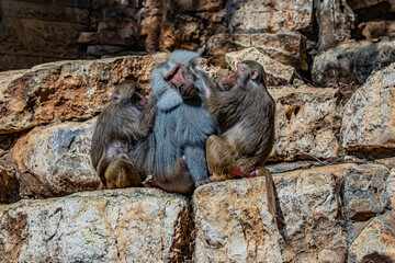 three monkeys on the rocks