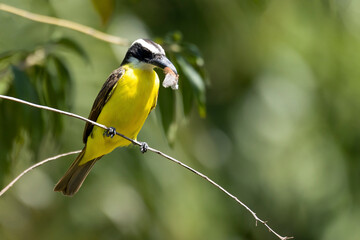 The Boat-billed Flycatcher also know as Neinei perched on the branches of a tree. Species Megarynchus pitangua. Animal world. Birdwatching.  Flycatcher.