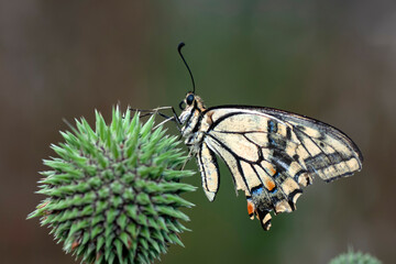 Macro shots, Beautiful nature scene. Closeup beautiful butterfly sitting on the flower in a summer garden.