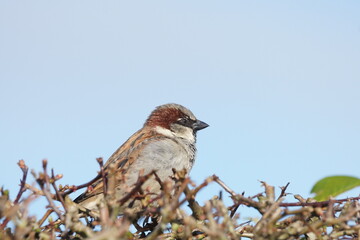 House sparrow on a branch
