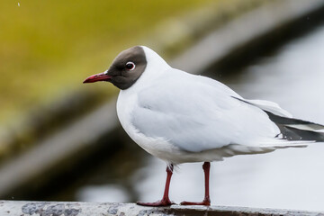 Selective focus photo. Black headed gull bird. Chroicocephalus ridibundus.