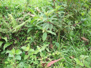 Close up of green grass