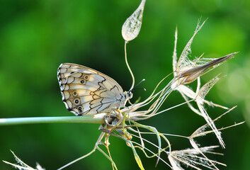 Macro shots, Beautiful nature scene. Closeup beautiful butterfly sitting on the flower in a summer garden.