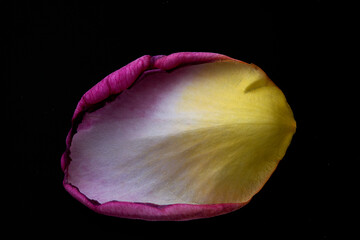 closeup of colorful rose petal - 497972521