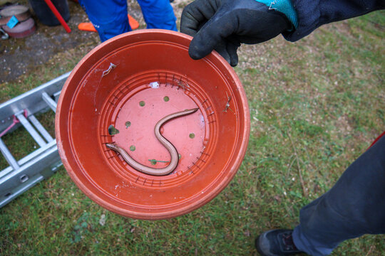 a young slow worm snake crawls in a bucket