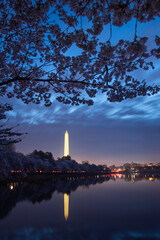 Morning twilight over the Tidal Basin with the Cherry Blossoms at peak bloom.