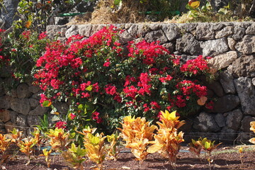 Flowers in March, Playa Paraiso, Canary Islands