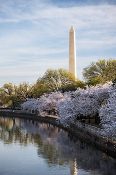 Cherry Blossoms, springtime greens, and morning light along the Tidal Basin with the Washington Monument in the background in Washington D.C.