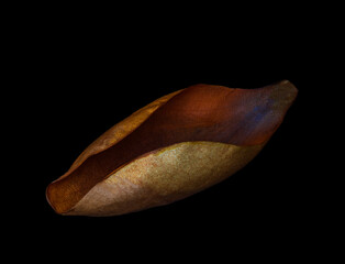 fine art rendition of dead magnolia leaf - 497972932