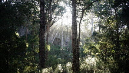 Karri Tree Forest near Pemberton, Western Australia.