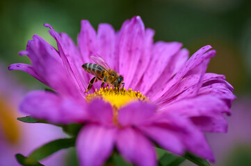 honey bee collects nectar on a purple flower