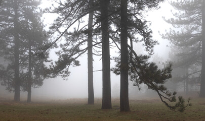 3 ghostly eucalyptus in dense fog - 497973337