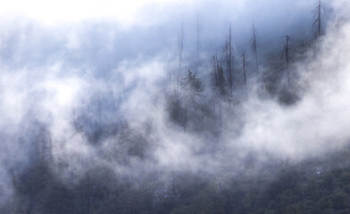 rugged pine forest on mountain side with fog and rain and clouds