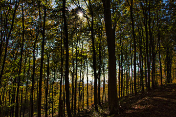 Naklejka premium Waldlandschaft im Frühling 