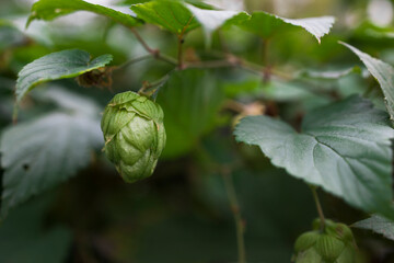 Close up of hop still on the plant