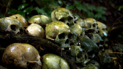 Many green human skulls and bones lying on the ground in the forest, covered in moss in an old abandoned cemetery