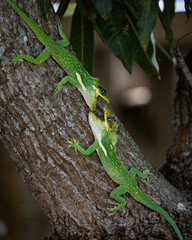Two Anole Lizards in a fight