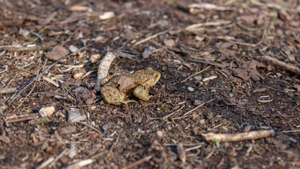 frog on the ground