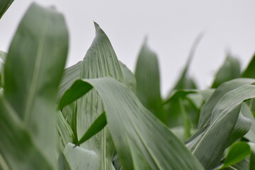 Maize foliage