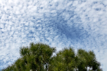 Pine tree branches with long green needles and blue sky with white altocumulus clouds above - obrazy, fototapety, plakaty