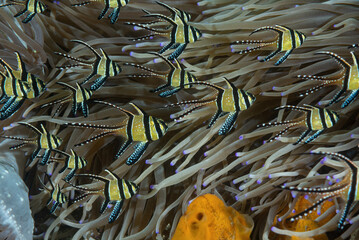 Gruppo di  pesci cardinale di Banggai, Pterapogon kauderni - obrazy, fototapety, plakaty