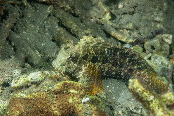  Bavosa di Seram, Salarias ceramensis, nascosta tra le rocce