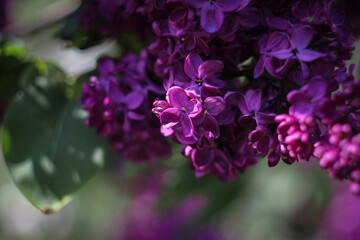 Obraz na płótnie Canvas Lilac flower bloom