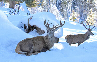 Cervo a riposo nella neve; le battaglie per le femmine sono finite