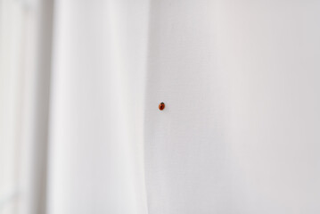 Ladybug walking through the white curtain by the window at home
