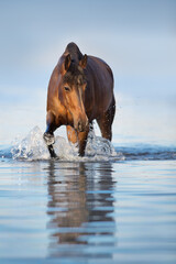 Horse  in river