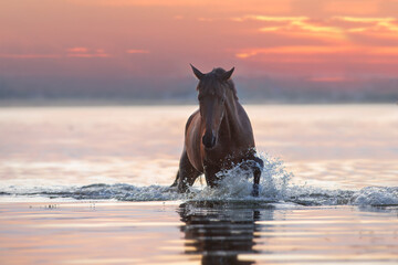 Bay stallion free run with splash in water at sunlight