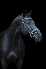 Fototapeta na wymiar Horse portrait in bridle