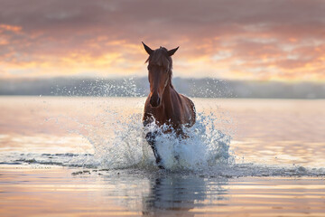 horse in the water