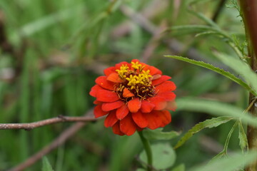 Wild flowers in the fields