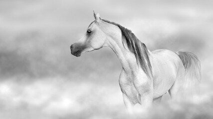 Obraz na płótnie Canvas white horse