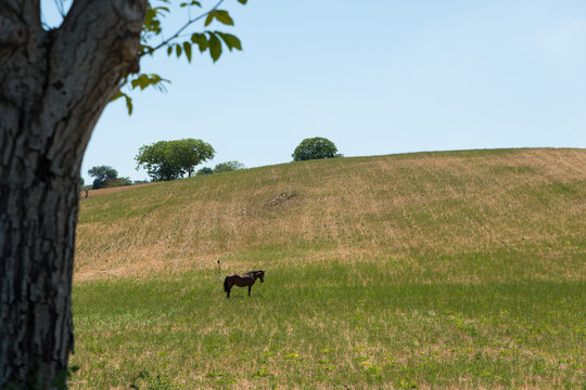 cavallo