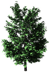 Tree - Oak isolated