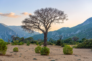 Fototapeta premium Coastline in Cirali village, lonely old tree and young pine trees on the beach at sunrise. Care for nature. Antalya province, Turkey.