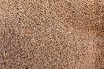 Redhead brown fur background, fur pile texture. Real deer skin. Nature animal body patterns close-up. Selective focus. Copy space.