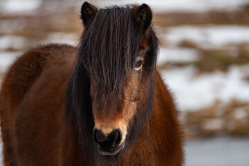 Icelandic Horse